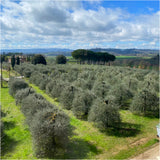 Luxe Olive Oil from Italy